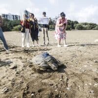 Mersin'de yeşil deniz kaplumbağaları 'Göksu' ve 'Mersin' uydu takip cihazıyla denizle buluştu