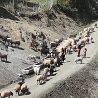 Hakkari'de besicilerin su çilesi: Her gün 3 kilometre yürüyüş