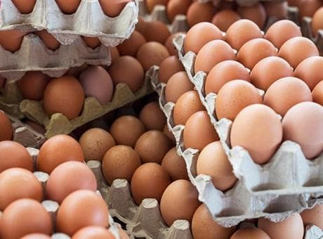 İngiltere'de salmonella kabusu: İthal yumurtalar 207 kişiyi hasta etti, 1 kişi hayatını kaybetti